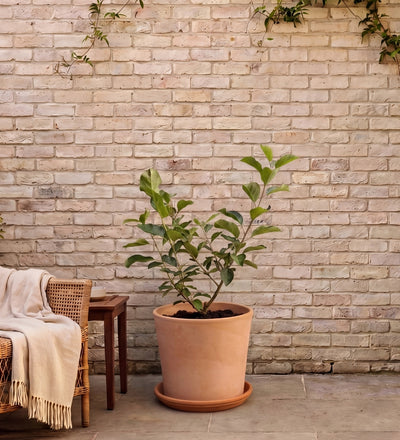 The Patio Orchard