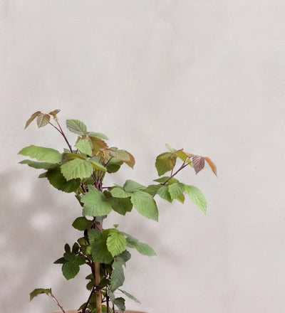 Blackberry Tree