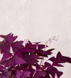 Oxalis Trio