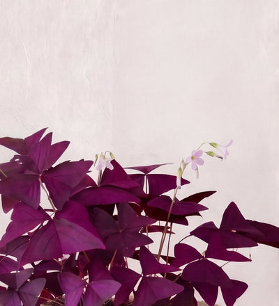 Oxalis Trio