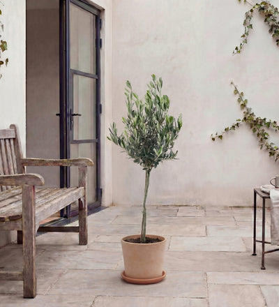 The Tuscan Terrace