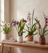 Scented Orchid & Pot