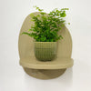 Mini Maidenhair Fern & Pot