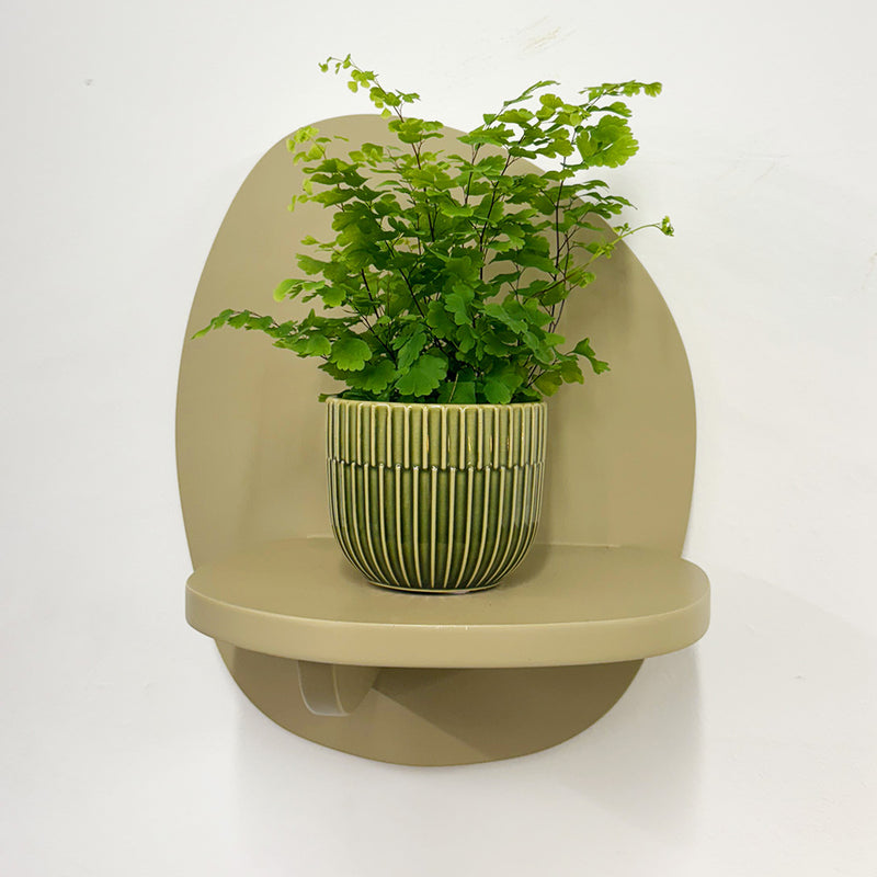 Mini Maidenhair Fern & Pot