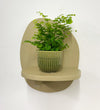 Mini Maidenhair Fern & Pot