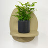 Mini Maidenhair Fern & Pot