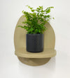 Mini Maidenhair Fern & Pot