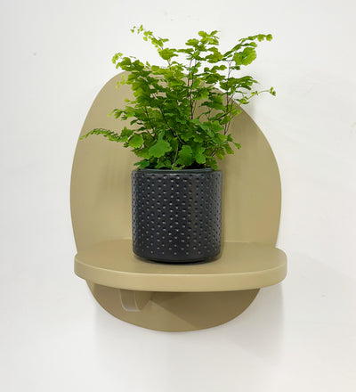 Mini Maidenhair Fern & Pot