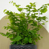 Mini Maidenhair Fern & Pot