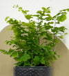 Mini Maidenhair Fern & Pot