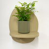 Mini Maidenhair Fern & Pot