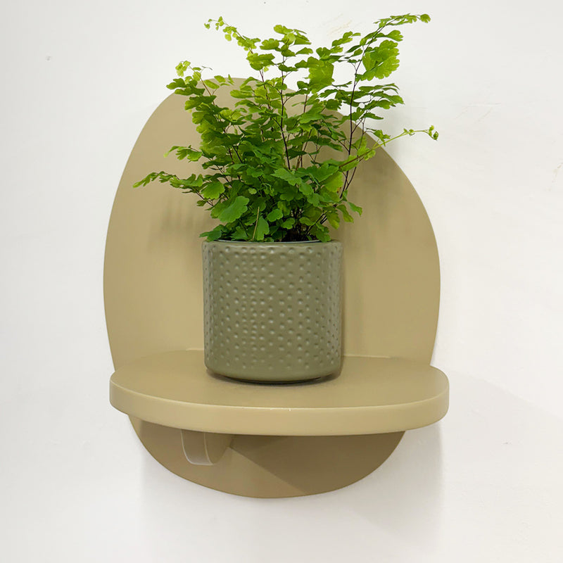 Mini Maidenhair Fern & Pot