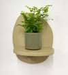Mini Maidenhair Fern & Pot