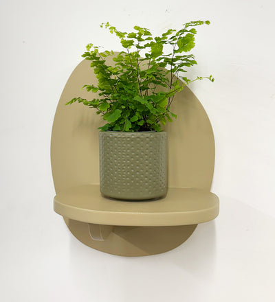 Mini Maidenhair Fern & Pot