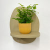 Mini Maidenhair Fern & Pot