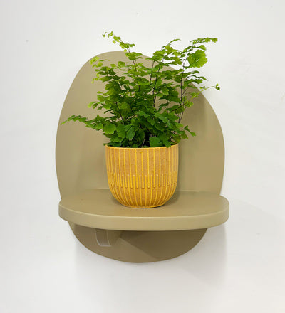 Mini Maidenhair Fern & Pot