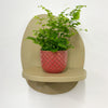 Mini Maidenhair Fern & Pot