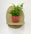 Mini Maidenhair Fern & Pot