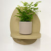 Mini Maidenhair Fern & Pot