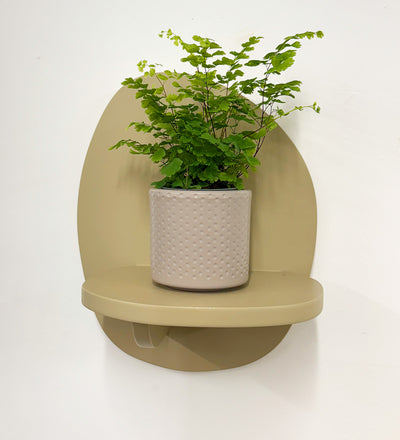Mini Maidenhair Fern & Pot