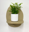 Mini Maidenhair Fern & Pot