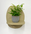 Mini Maidenhair Fern & Pot