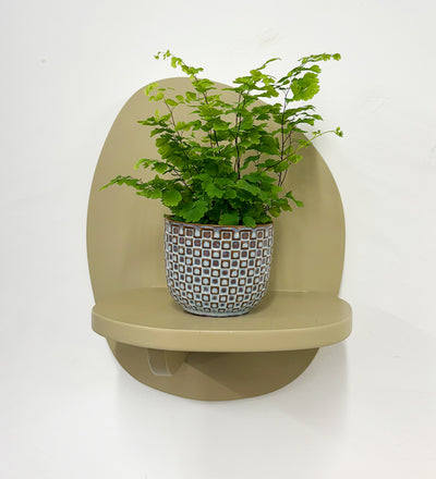 Mini Maidenhair Fern & Pot