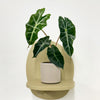 Mini Elephant Ear & Pot