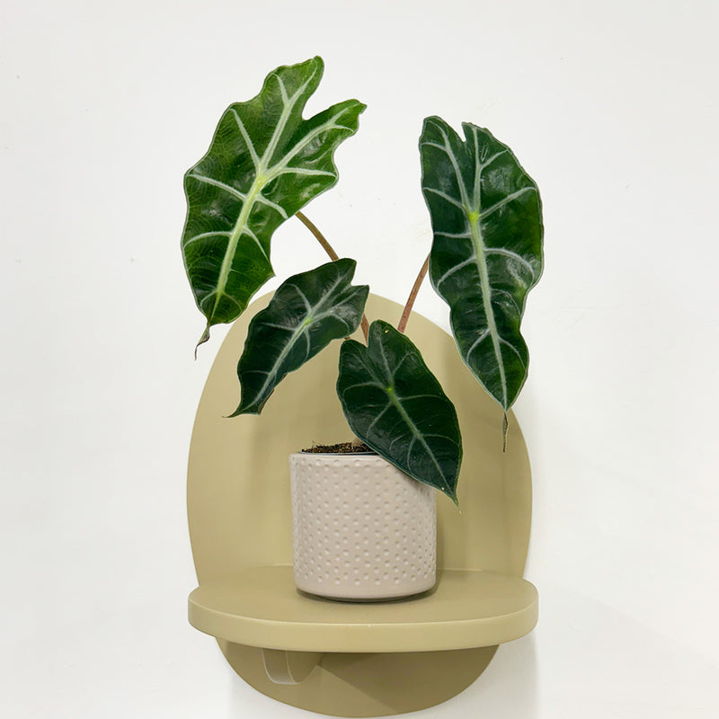 Mini Elephant Ear & Pot