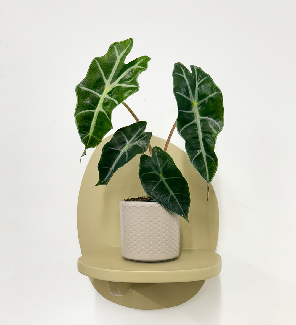 Mini Elephant Ear & Pot