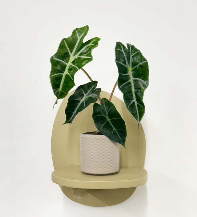 Mini Elephant Ear & Pot