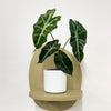 Mini Elephant Ear & Pot