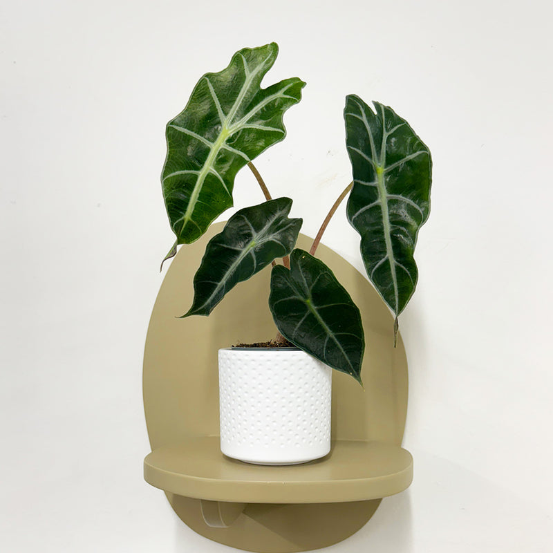 Mini Elephant Ear & Pot