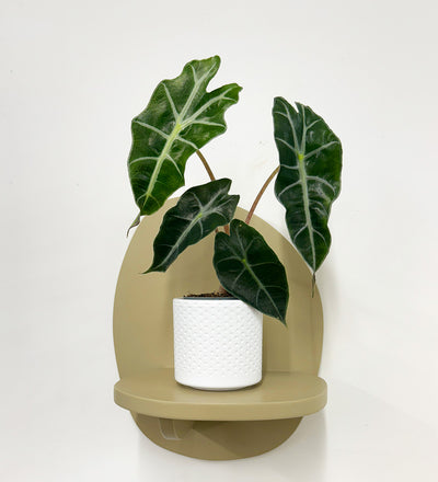 Mini Elephant Ear & Pot