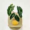 Mini Elephant Ear & Pot