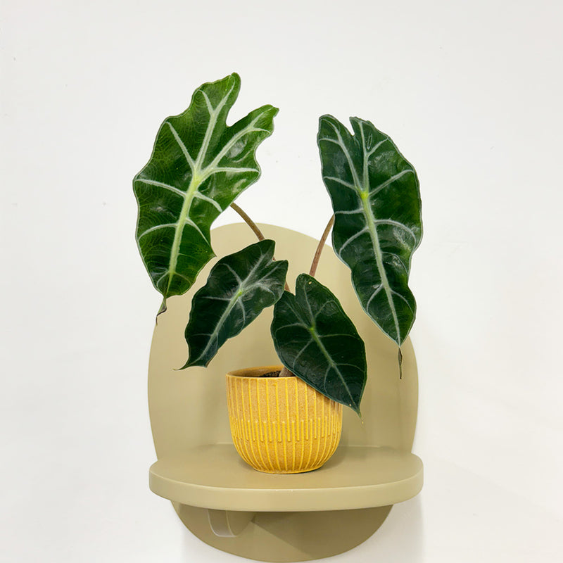 Mini Elephant Ear & Pot