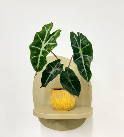 Mini Elephant Ear & Pot