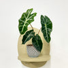 Mini Elephant Ear & Pot