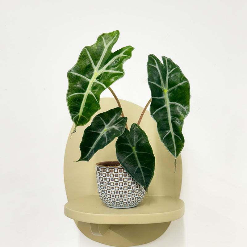 Mini Elephant Ear & Pot
