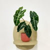 Mini Elephant Ear & Pot