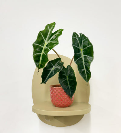 Mini Elephant Ear & Pot