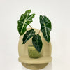 Mini Elephant Ear & Pot