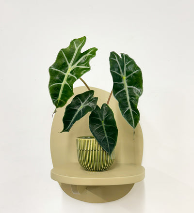 elephant ear plants for sale uk Mini Elephant Ear & Pot