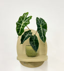 Green Pot
