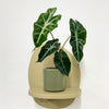 Mini Elephant Ear & Pot