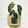 Mini Elephant Ear & Pot