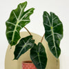 Mini Elephant Ear & Pot