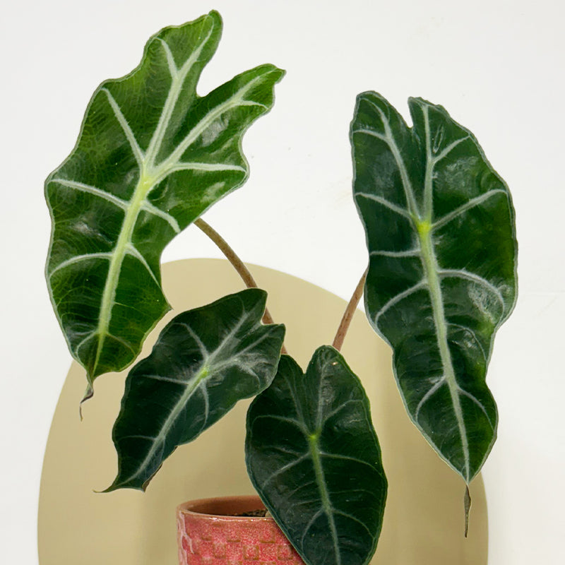 Mini Elephant Ear & Pot