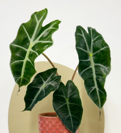 elephant ear plants for sale uk Mini Elephant Ear & Pot