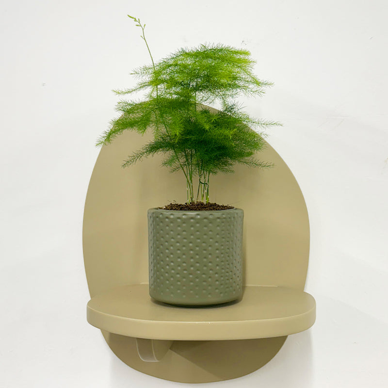 Mini Asparagus Fern & Pot